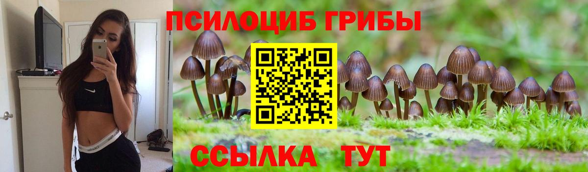 Галлюциногенные грибы Psilocybine cubensis Гудермес